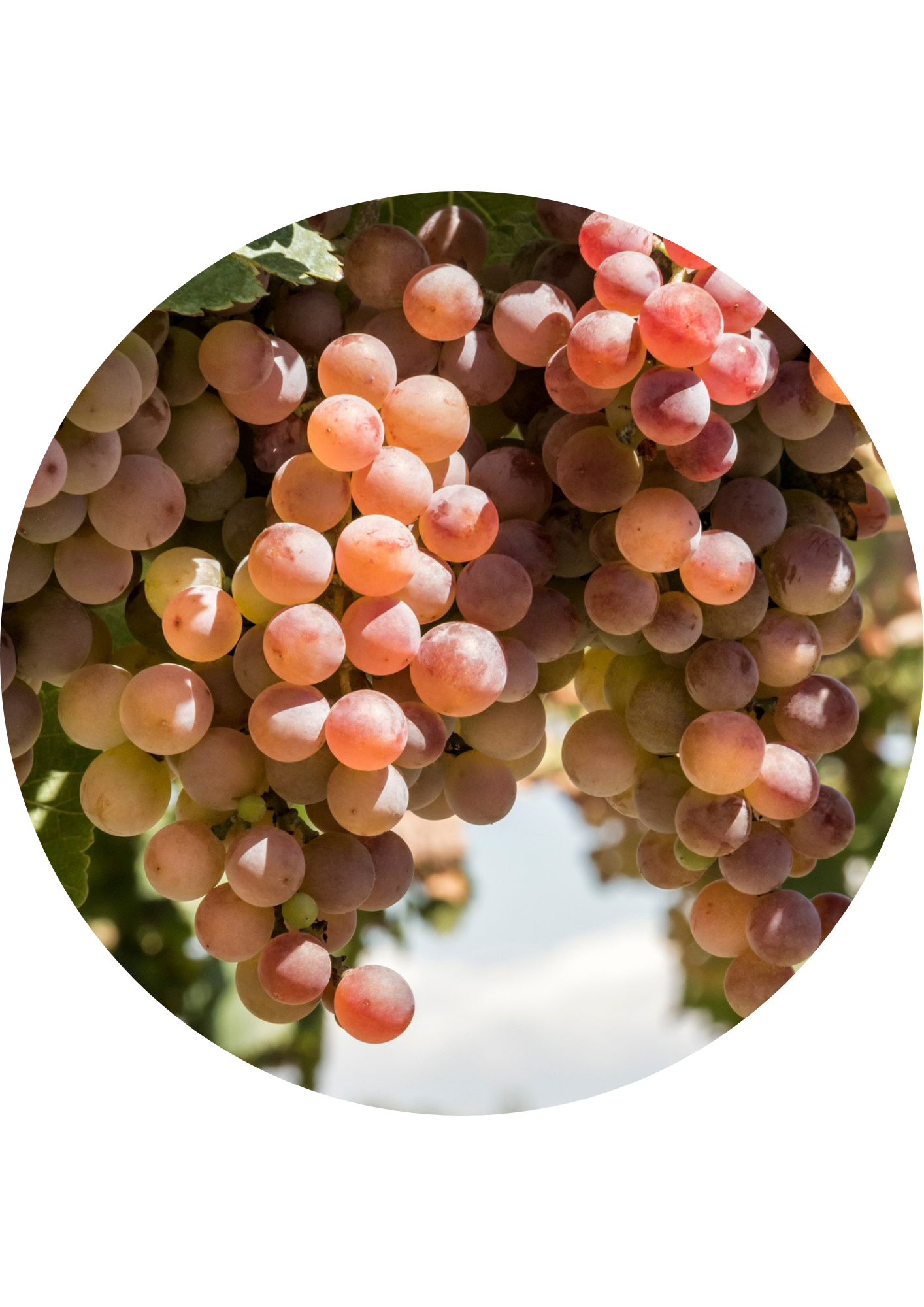 Marc de Raisin Pinot Noir Grand Cru