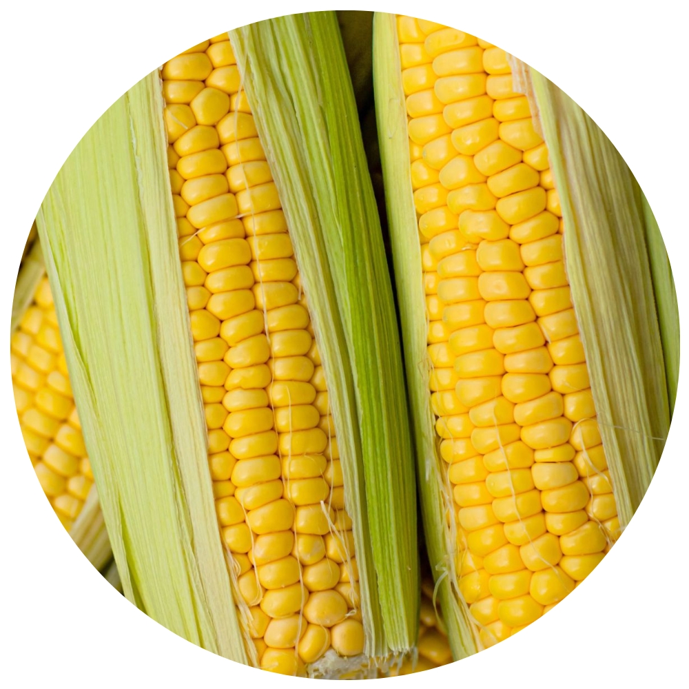 Botanical Corn Extract (Glycogen)