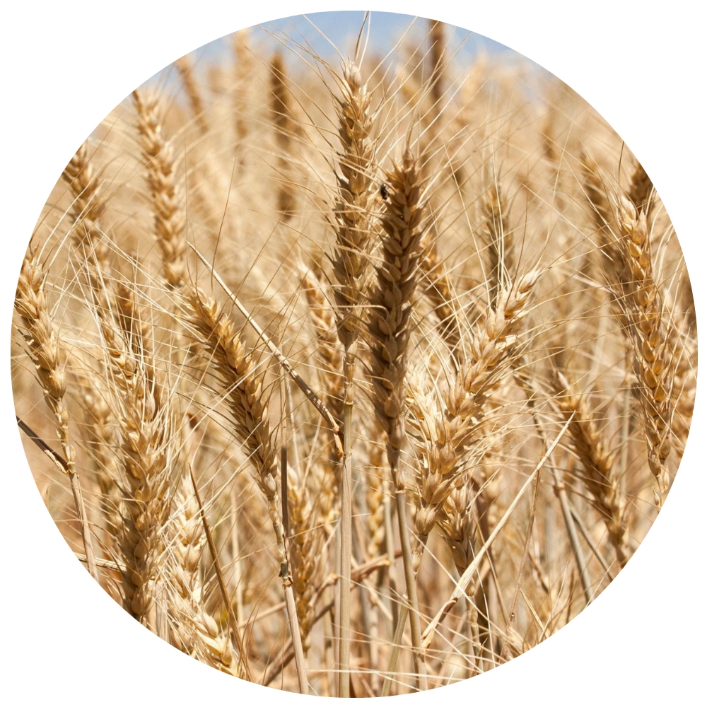 Wheat Lipid Extract (Ceramosides) PATENTED ACTIVE INGREDIENT