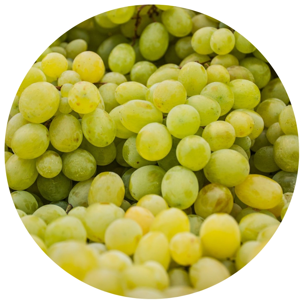 White Grape Polyphenolic Extract