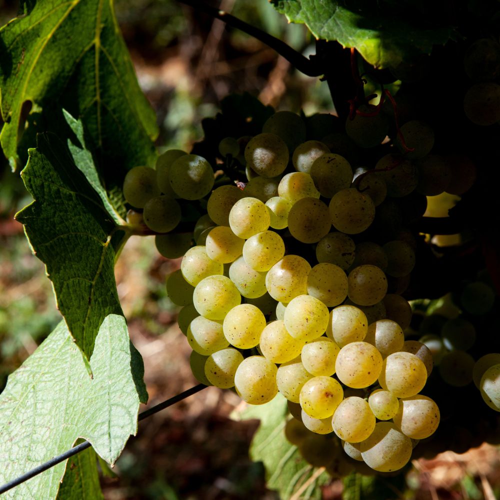 grappe de raisins, feuilles de vigne et pied de vigne chardonnay bourgogne vinesime
