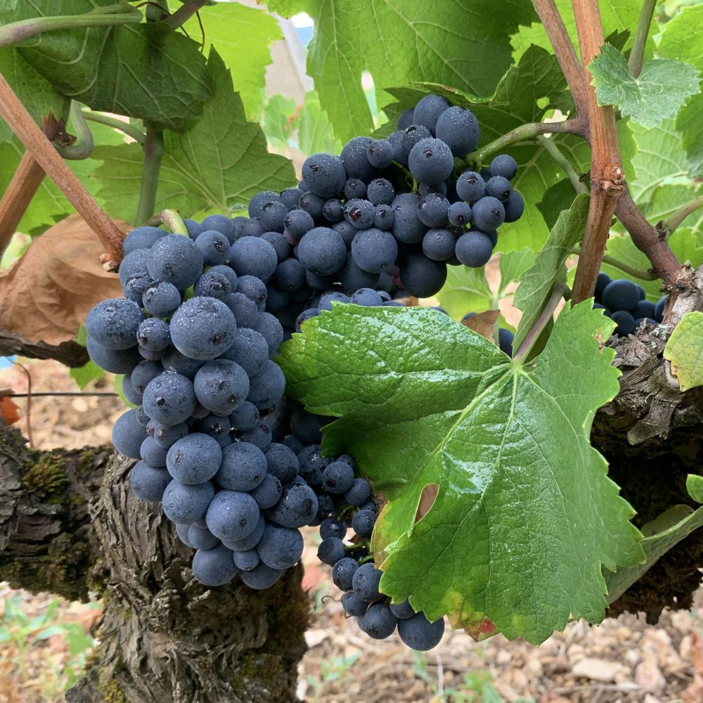 grappe de raisins pinot noir feuilles de vignes et pied de vigne bourgogne vinesime